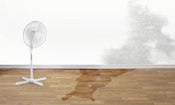 Best Carpet water damage restoration  in Elizabeth Lake, CA